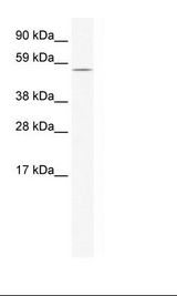 NIH 3T3 Cell Lysate