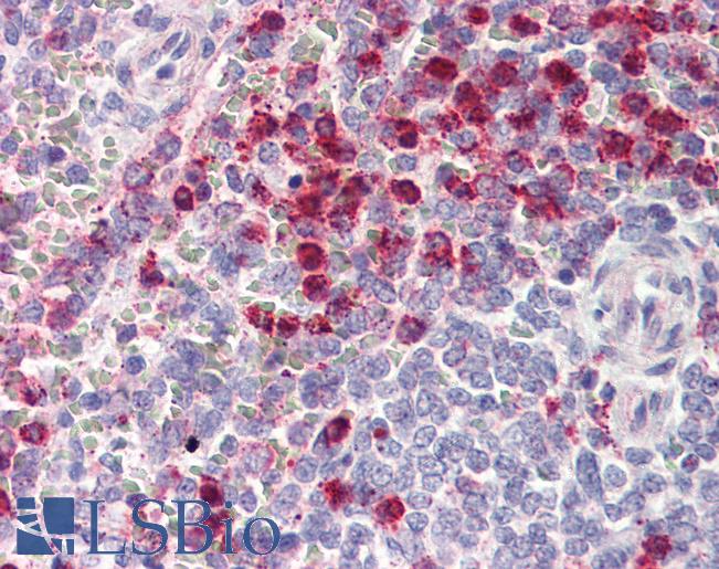 Anti-GPR119 antibody LS-A546 IHC of human spleen. Immunohistochemistry of formalin-fixed, paraffin-embedded tissue after heat-induced antigen retrieval.