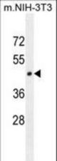 HOMEZ Antibody western blot of mouse NIH-3T3 cell line lysates (35 ug/lane). The HOMEZ antibody detected the HOMEZ protein (arrow).
