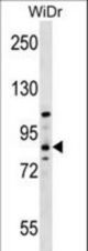 HOOK1 Antibody western blot of WiDr cell line lysates (35 ug/lane). The HOOK1 antibody detected the HOOK1 protein (arrow).