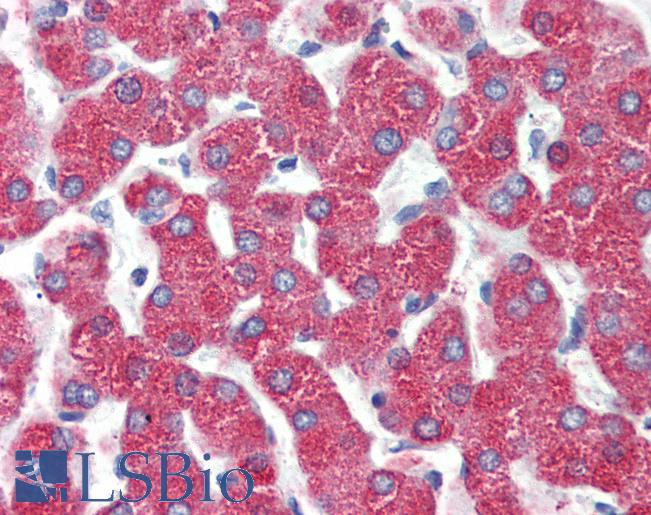 Anti-GPR119 antibody LS-A546 IHC of human liver. Immunohistochemistry of formalin-fixed, paraffin-embedded tissue after heat-induced antigen retrieval.