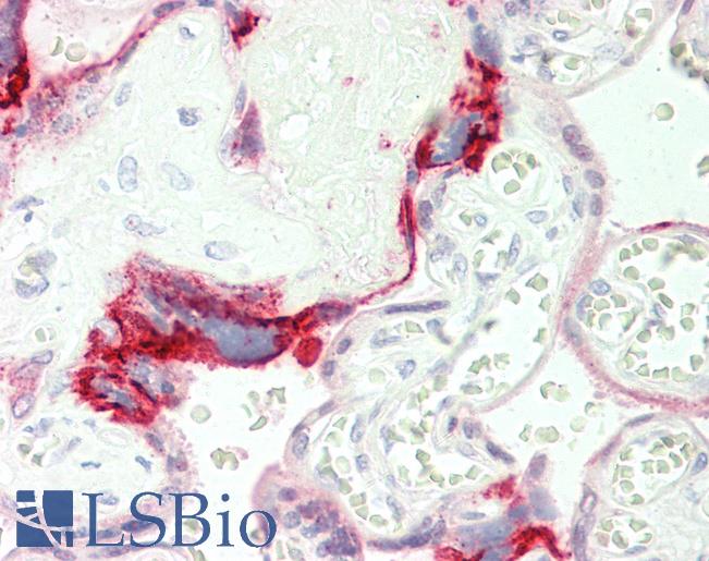 Anti-HOOK2 antibody IHC staining of human placenta. Immunohistochemistry of formalin-fixed, paraffin-embedded tissue after heat-induced antigen retrieval.