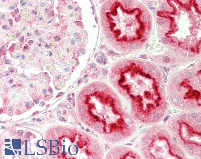 Anti-HOOK2 antibody IHC staining of human kidney. Immunohistochemistry of formalin-fixed, paraffin-embedded tissue after heat-induced antigen retrieval.
