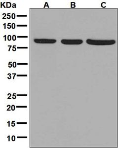Western blot analysis on (A) HeLa, (B) 293T, and (C) HepG2 cell lysates using anti-HOOK2 antibody.