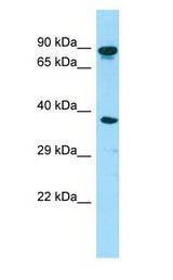 HOOK3 antibody Western Blot of Fetal Heart.