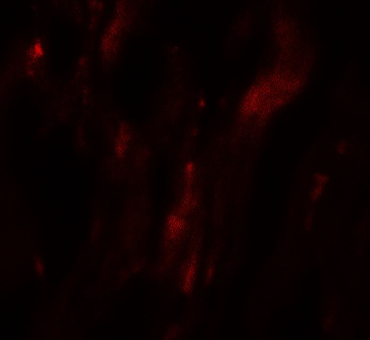 Immunofluorescence of HOPX in human heart tissue with HOPX antibody at 20 ug/mL.