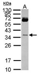 Sample (30 ug of whole cell lysate) A: NT2D1 12% SDS PAGE HORMAD1 antibody diluted at 1:1000