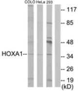 Western blot of extracts from HeLa/COLO/293 cells, using HOXA1 Antibody. The lane on the right is treated with the synthesized peptide.
