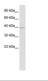 HepG2 Cell Lysate