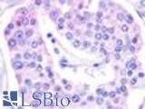 Anti-GPR119 antibody LS-A548 IHC of human pancreas. Immunohistochemistry of formalin-fixed, paraffin-embedded tissue after heat-induced antigen retrieval.