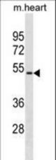 Mouse Hoxa10 Antibody western blot of mouse heart tissue lysates (35 ug/lane). The Mouse Hoxa10 antibody detected the Mouse Hoxa10 protein (arrow).