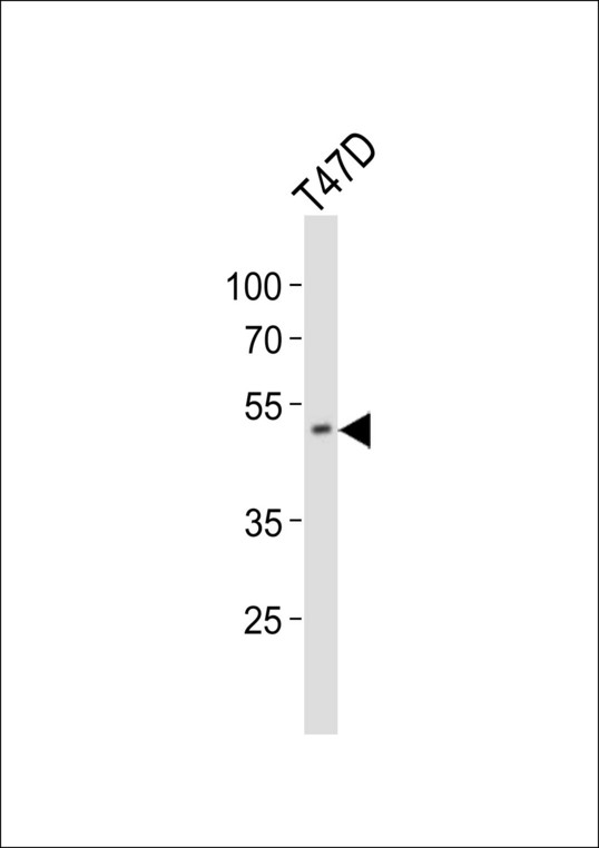 Western blot of lysate from T47D cell line, using HOXA10 Antibody. Antibody was diluted at 1:1000. A goat anti-rabbit IgG H&L (HRP) at 1:10000 dilution was used as the secondary antibody. Lysate at 20ug.