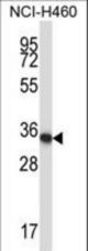 Mouse Hoxa11 Antibody western blot of NCI-H460 cell line lysates (35 ug/lane). The Hoxa11 antibody detected the Hoxa11 protein (arrow).