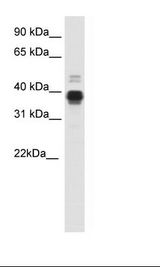 Uterus Lysate.