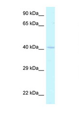 HOXA2 antibody LS-C145763 Western blot of Mouse Heart lysate. Antibody concentration 1 ug/ml.