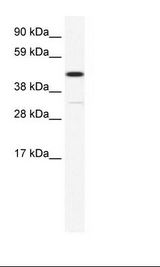 NIH 3T3 Cell Lysate