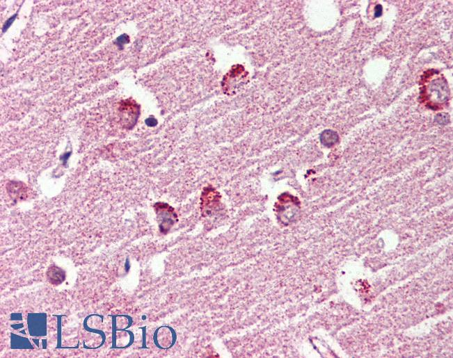 Anti-GPR119 antibody LS-A547 IHC of human brain, cortex. Immunohistochemistry of formalin-fixed, paraffin-embedded tissue after heat-induced antigen retrieval.
