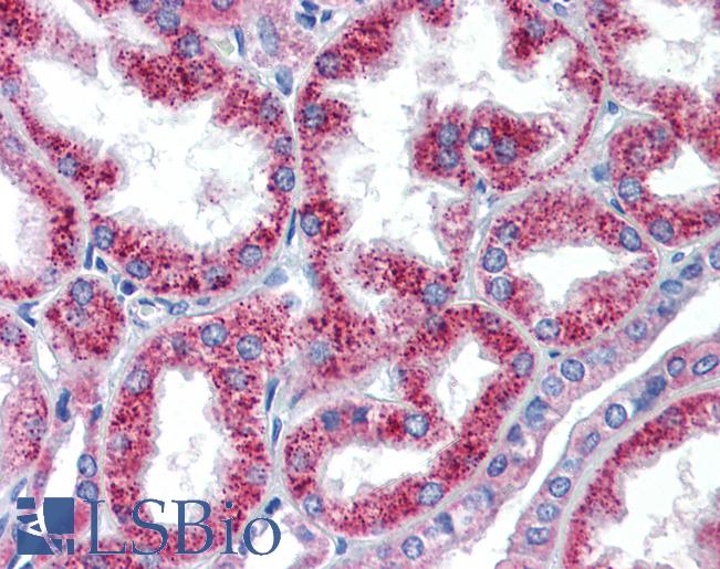 Anti-HOXA5 antibody IHC of human kidney. Immunohistochemistry of formalin-fixed, paraffin-embedded tissue after heat-induced antigen retrieval. Antibody LS-B3532 concentration 5 ug/ml.