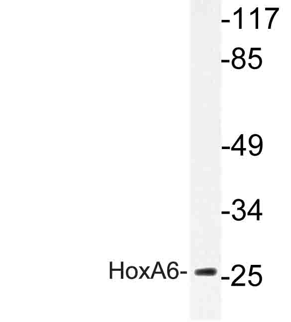 Western blot of HoxA6 (P135) pAb in extracts from K562 cells.