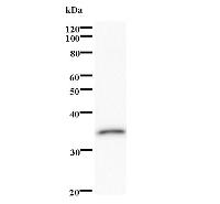 Western blot analysis of immunized recombinant protein, using anti-HOXA6 monoclonal antibody.
