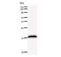 Western blot analysis of immunized recombinant protein, using anti-HOXA7 monoclonal antibody.