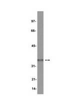 WB: Lysate from C2C12 cells treated with PV was probed with LS-C7446 (1 ug/ml).