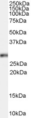 Antibody (0.1 ug/ml) staining of HeLa cell lysate (35 ug protein in RIPA buffer). Primary incubation was 1 hour. Detected by chemiluminescence.