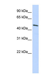 antibody LS-C101338 Western blot of HepG2 cell lysate.
