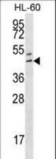 HOXB3 Antibody western blot of HL-60 cell line lysates (35 ug/lane). The HOXB3 antibody detected the HOXB3 protein (arrow).