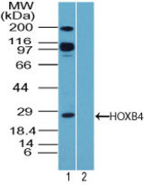 Western blot of HOXB4 in K562 cell lysate in the 1) absence and 2) presence of immunizing peptide using LS-C148592 at 1 ug/ml. Goat anti-rabbit Ig HRP secondary antibody, and PicoTect ECL substrate solution, were used for this test.