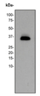 Western blot analysis on K562 cell lysates using anti-HoxB4 antibody, 1:500 dilution.