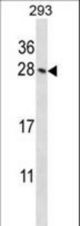 Mouse Hoxb4 Antibody western blot of 293 cell line lysates (35 ug/lane). The Hoxb4 antibody detected the Hoxb4 protein (arrow).