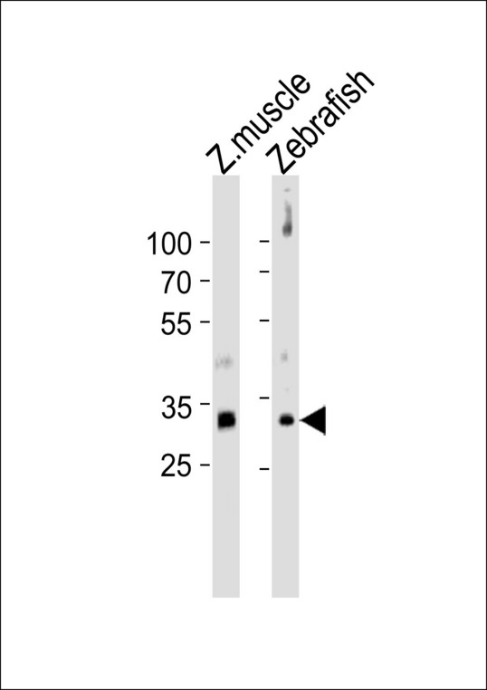 Western blot of lysates from zebra fish muscle, Zebrafish tissue lysate (from left to right), using DANRE HOXD4 Antibody. Antibody was diluted at 1:1000 at each lane. A goat anti-rabbit IgG H&L (HRP) at 1:10000 dilution was used as the secondary antibody. Lysates at 35ug per lane.