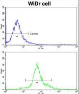 Flow cytometric of widr cells using HOXB5 Antibody (bottom histogram) compared to a negative control cell (top histogram)FITC-conjugated goat-anti-rabbit secondary antibodies were used for the analysis.
