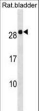 Rat Hoxb7 Antibody western blot of Rat bladder tissue lysates (35 ug/lane). The Rat Hoxb7 antibody detected the Rat Hoxb7 protein (arrow).
