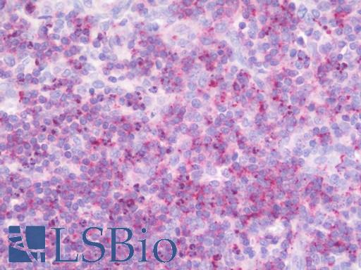 Anti-HOXB7 antibody IHC staining of human tonsil. Immunohistochemistry of formalin-fixed, paraffin-embedded tissue after heat-induced antigen retrieval. Antibody LS-B10563 dilution 1:100.