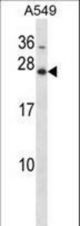 Mouse Hoxb7 Antibody western blot of A549 cell line lysates (35 ug/lane). The Hoxb7 antibody detected the Hoxb7 protein (arrow).