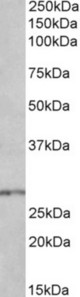 HOXB9 antibody (0.3 ug/ml) staining of Mouse Spinal Cord lysate (35 ug protein in RIPA buffer). Primary incubation was 1 hour. Detected by chemiluminescence.