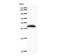 Western blot analysis of immunized recombinant protein, using anti-HOXC11 monoclonal antibody.