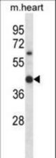 Mouse Hoxc11 Antibody western blot of mouse heart tissue lysates (35 ug/lane). The Hoxc11 antibody detected the Hoxc11 protein (arrow).