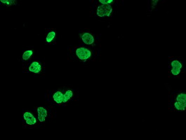 Anti-HOXC11 mouse monoclonal antibody immunofluorescent staining of COS7 cells transiently transfected by pCMV6-ENTRY HOXC11.