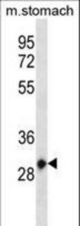 Mouse Hoxc12 Antibody western blot of mouse stomach tissue lysates (35 ug/lane). The Hoxc12 antibody detected the Hoxc12 protein (arrow).