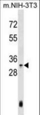 Mouse Hoxc4 Antibody western blot of mouse NIH-3T3 cell line lysates (35 ug/lane). The Hoxc4 antibody detected the Hoxc4 protein (arrow).