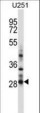 HOXC4 Antibody western blot of U251 cell line lysates (35 ug/lane). The HOXC4 antibody detected the HOXC4 protein (arrow).