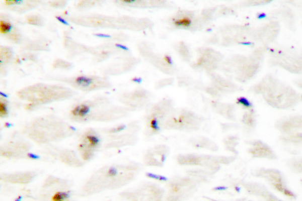 IHC of Hox-C6 (G220) pAb in paraffin-embedded human heart tissue.