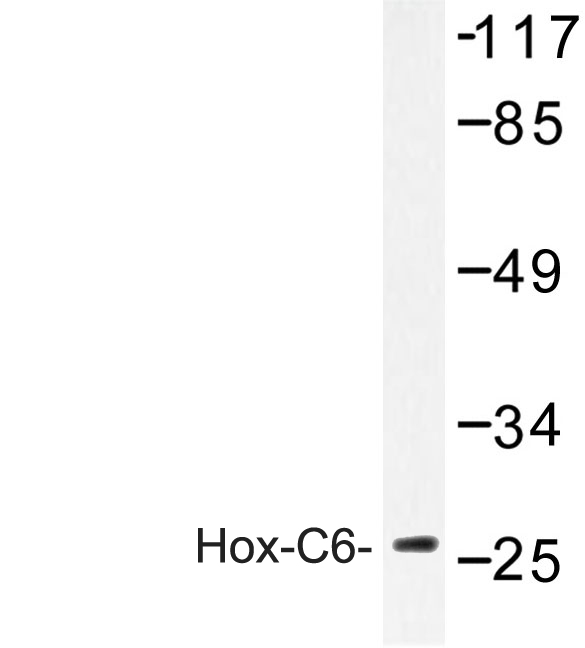 Western blot of Hox-C6 (G220) pAb in extracts from HUVEC cells.