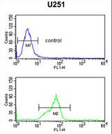 HOXC6 Antibody flow cytometry of U251 cells (bottom histogram) compared to a negative control cell (top histogram). FITC-conjugated goat-anti-rabbit secondary antibodies were used for the analysis.