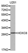 Western blot analysis of extracts of U251 cell line, using HOXC8 antibody.