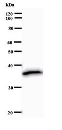 Western blot of immunized recombinant protein using HOXC9 antibody.
