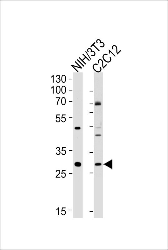 Western blot of lysates from mouse NIH/3T3, C2C12 cell line (from left to right), using Mouse Hoxc9 Antibody. Antibody was diluted at 1:1000 at each lane. A goat anti-rabbit IgG H&L (HRP) at 1:5000 dilution was used as the secondary antibody. Lysates at 35ug per lane.